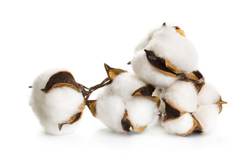 several flowers of cotton isolated on a white background