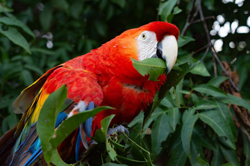 Macaw or giant blue and yellow red parrot perched on a tree with