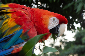 Obraz premium Macaw or giant blue and yellow red parrot perched on a tree with