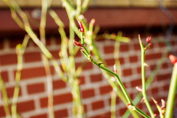 first flowers in January at the Rambler Rose Amnesty International