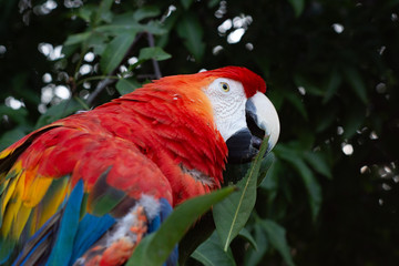 Macaw or giant blue and yellow red parrot perched on a tree with