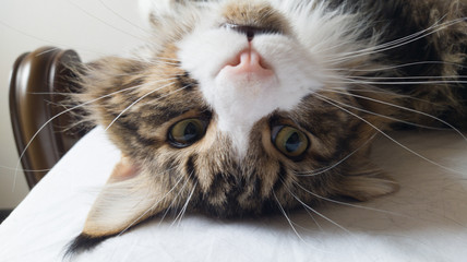 Beautiful tabby cat lying on bed and seriously looking with green eyes. Fluffy Maine coon with funny emotions resting in white stylish room. Cat portrait.