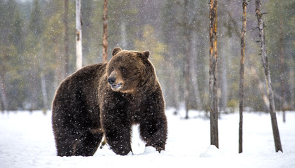 Wild Adult Brown bear in winter forest. Scientific name: Ursus Arctos. Natural Habitat.
