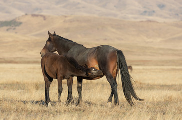 Wild Horse Mare and Foal in Utah in Fall