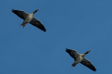 A flock of two migrating greylag geese flying in formation. In silhouette against blue clear sky. Italy