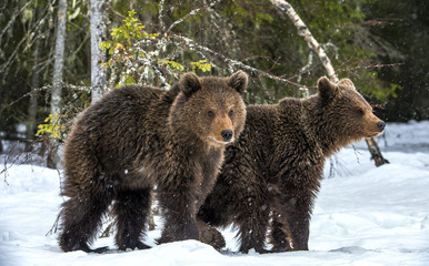 Bear cubs in the snow in winter forest. Natural habitat. Brown bear, Scientific name: Ursus Arctos Arctos.