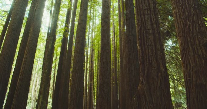 Californian redwood forest, Otway National Park, Australia