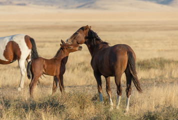 Wild Horse Mare and Foal in Utah in Fall