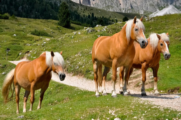 Haflinger Pferde Italien Gebirge Rasse Südtirol Dolomiten Alm Weide robust Züchtung Hochgebirge...