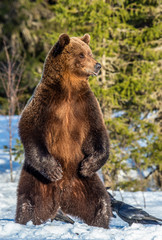 Obraz premium Brown bear standing on his hind legs on the snow in the winter forest at sunset. Scientific name: Ursus arctos. Natural habitat.