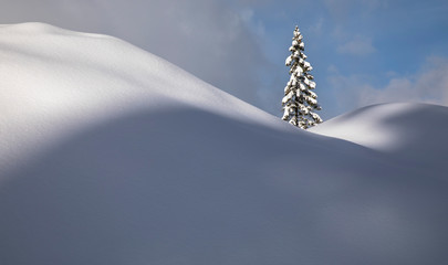 View of pine tree on snowy hill