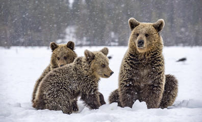 She-Bear and bear cubs in snow-covered field. Snowfall in Winter forest. Natural habitat. Brown bear, Scientific name: Ursus Arctos Arctos.