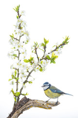 Mésange bleue (Cyanistes caeruleus - Eurasian Blue Tit) sur fond blanc