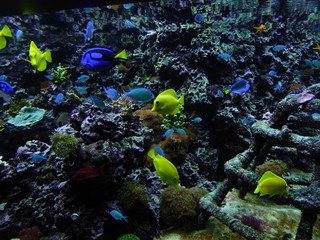 Fototapeta na wymiar Tropical Fish in an Aquarium