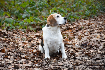 eight year old beagle in the forest