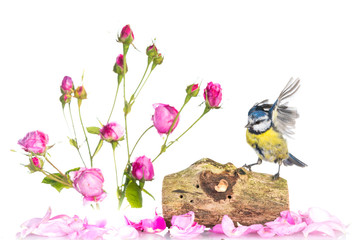 Mésange bleue - Cyanistes caeruleus - Eurasian Blue Tit