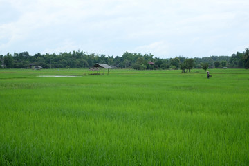 landscape with green field and blue sky