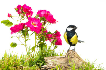 Mésange charbonnière - Parus major - Great Tit