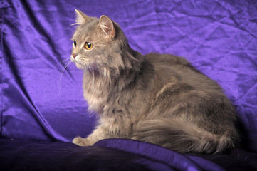 beautiful fluffy gray  cat
