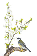 Mésange charbonnière (Parus major - Great Tit) sur fond blanc