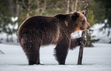 Wild adult Brown bear in the snow in winter forest. Adult Big Brown Bear Male. Scientific name:...