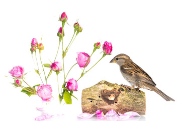 Moineau domestique - Passer domesticus - House Sparrow