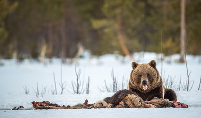 Obraz premium Brown bear awoke from hibernation, eats the moose's corpse. A brown bear in the forest. Adult Big Brown Bear Male. Scientific name: Ursus arctos.
