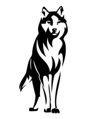 wild wolf standing en face and watching attentively - black and white animal vector design