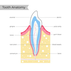 Obraz premium Vector isolated illustration of tooth 
