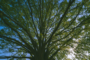 魚眼レンズで撮影された巨木