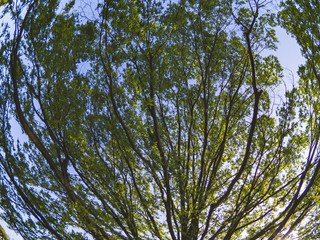 Obraz premium 魚眼レンズで撮影された巨木