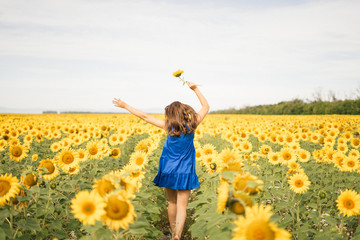 Naklejka na ściany i meble Young beautiful girl holding a yellow sunflower in her hands close-up among the field. The concept of summer and sun