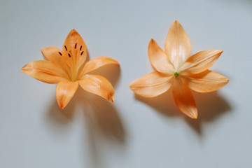 orange tiger lilies with shadows