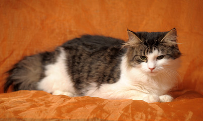 beautiful fluffy Norwegian forest cat