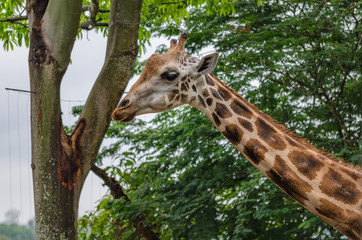 giraffe in the zoo