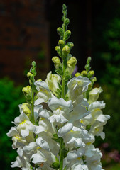 White Snapdragon