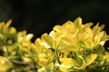 Yellow Leaf