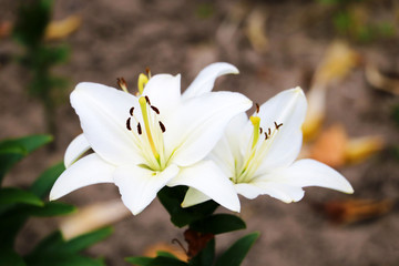 Beautiful white lily flowers on a background of green leaves outdoors. Shallow depth of field. Selective focus.