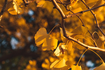 秋のイチョウ
