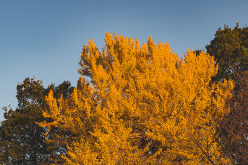 秋のイチョウ