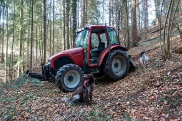 WALDARBEIT . HOLZFÄLLEN . TREE FELLING