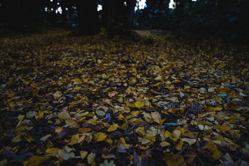 イチョウの落ち葉