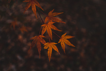 紅葉