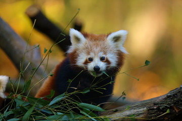 The red panda (Ailurus fulgens) , fire fox or lesser panda, the red bear-cat, and the red cat-bear, portrait in the afternoon light.