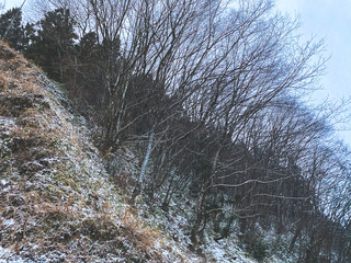 冬の木