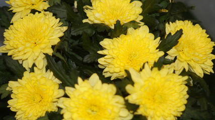 blooming garden flowers: irises, gerberas, roses, chrysanthemums