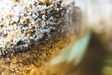 ミックスソルトのアップ