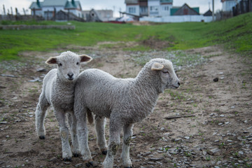 Fototapeta premium sheep and lamb