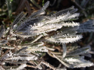 Raureif, winter, Pflanze, Eiskristalle, frozen plant