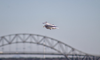 seagull